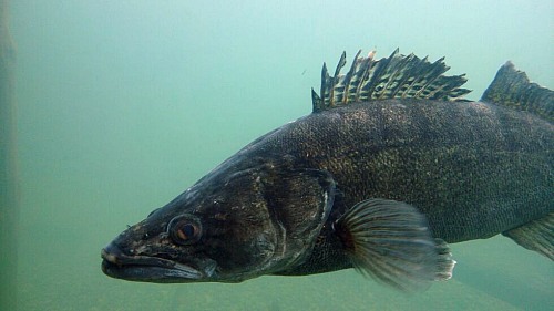 
Pike perch underwater<br />
Fish (above and below the water; preferably no trophy pictures)
Sebastian K